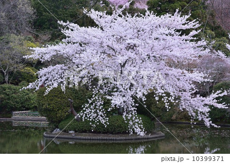 龍安寺の春 10399371