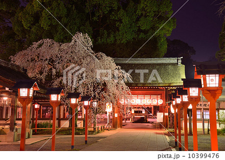 平野神社　夜　しだれ桜 10399476