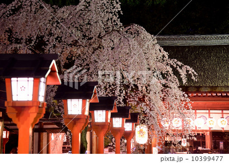 平野神社 しだれ桜 平野神社 しだれ桜 10399477