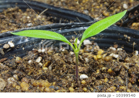ピーマンの発芽 10399540