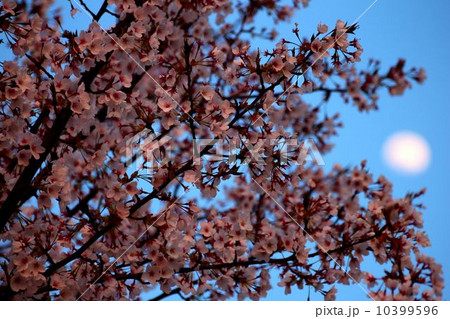 宵の口の桜 宵の口の桜 10399596