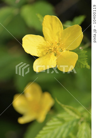 ヤマブキ（山吹） 10400119