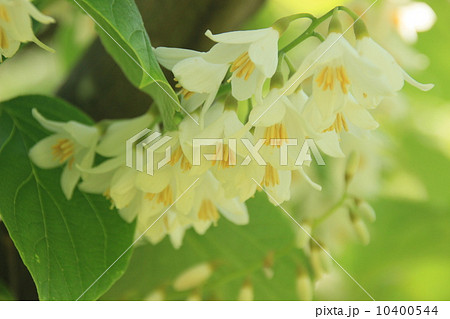 初夏の菩提樹花 10400544
