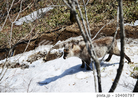 ニホンカモシカ 10400797