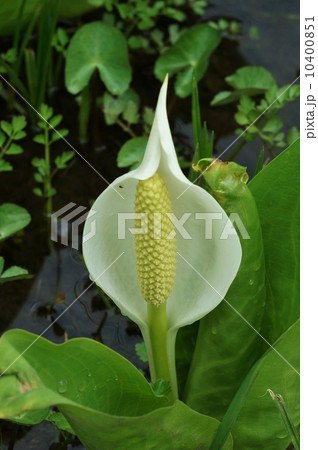 湿生植物水芭蕉の花期・花穂の黄花を包む純白の花のような仏炎苞・１輪縦位置 10400851