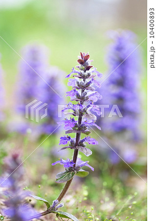 アジュガの花 10400893