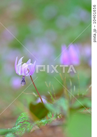 スプリングエフェメラル カタクリの花 スプリングエフェメラル カタクリの花 10401656