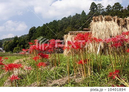嵯峨野の秋 10401894