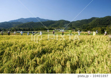 嵯峨野の秋 嵯峨野の秋 10401897