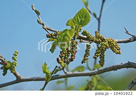 クワの花 10401922