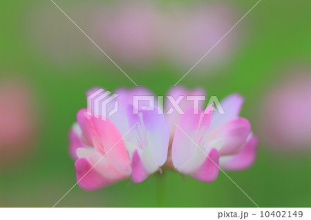れんげ草4 10402149