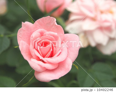 ミニバラ ミス・ピーチ姫 ミニバラ ミス・ピーチ姫 10402246