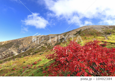 【群馬県 草津町】ナナカマドの紅葉と白根の山並み 【群馬県 草津町】ナナカマドの紅葉と白根の山並み 10402384