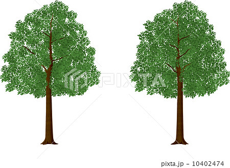 木の絵 新緑のイラスト素材 [10402474] - PIXTA