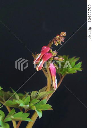 珍しい形の花・釣竿に数匹の鯛がかかったようなタイツリソウ＝ケマンソウの花蕾・黒バック縦位置 10402709