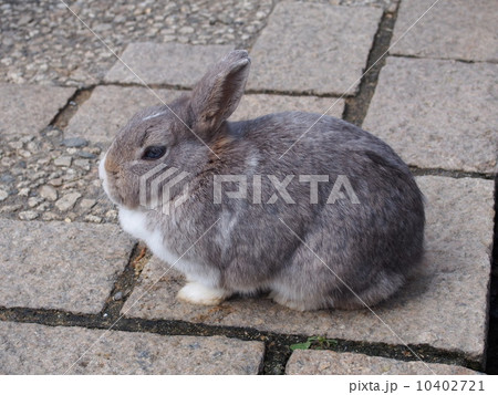 確認用　新品　グレーウサギ 灰色うさぎの写真素材 [10402721] - PIXTA