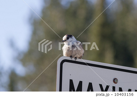 グレイジェイ、Gray　Jay 10403156