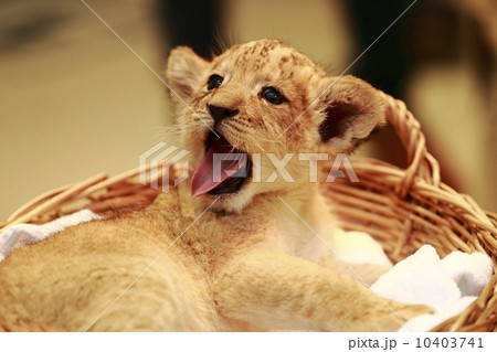 ライオンの赤ちゃん ライオンの赤ちゃん 10403741