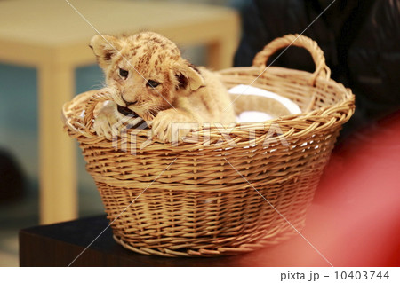 ライオンの赤ちゃん 10403744