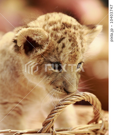 ライオンの赤ちゃん ライオンの赤ちゃん 10403747