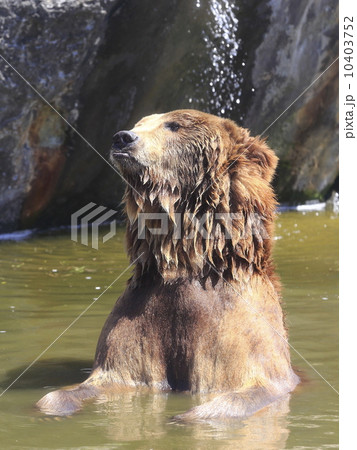 ヒグマ ヒグマ 10403752