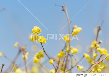 淡い黄色のヒュウガミズキの花 淡い黄色のヒュウガミズキの花 10403758