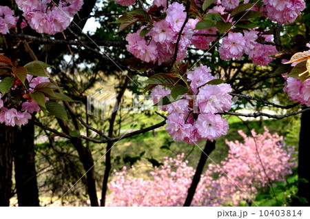 ヤエザクラ ヤエザクラ 10403814