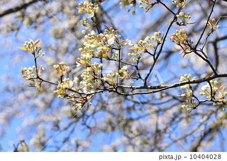 ヤマナシの花 ヤマナシの花 10404028