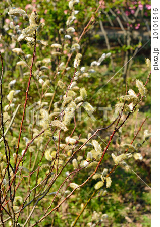 樹木・フリソデヤナギ　ヤナギ科 10404346