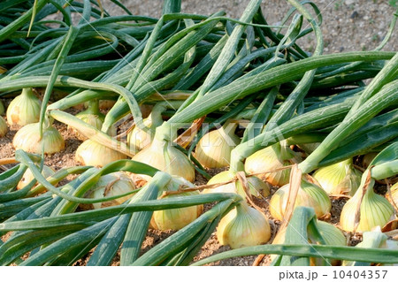 家庭菜園の玉葱 10404357