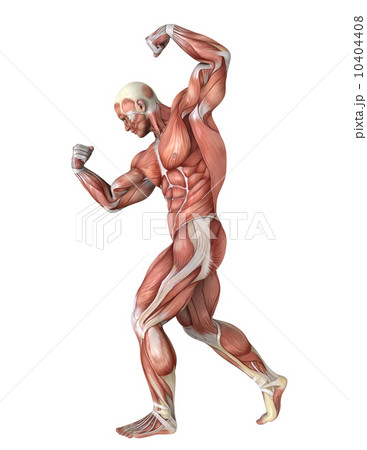 人体 人体 10404408