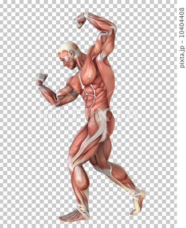 人体 人体 10404408