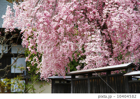 しだれ桜　桜 10404582