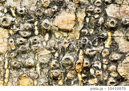 Old Wood Tree Texture Old Wood Tree Texture 10410870