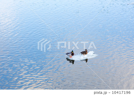 Two ducks sitting on the last ice block in a spring river Two ducks sitting on the last ice block in a spring river 10417196