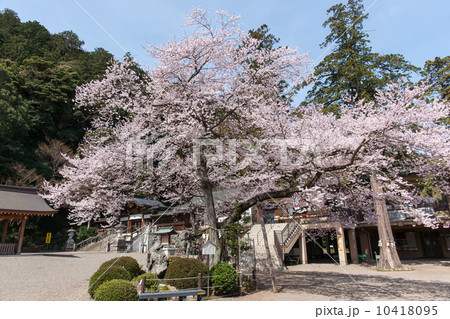 高麗神社ひがん桜 10418095
