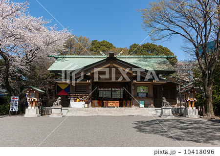 東郷神社拝殿と桜 東郷神社拝殿と桜 10418096