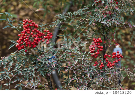 cotoneaster cotoneaster 10418220