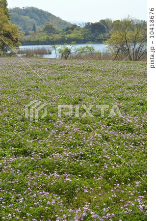 嵯峨野のレンゲ畑 嵯峨野のレンゲ畑 10418676