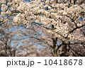 播磨中央公園の桜 10418678