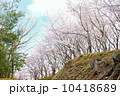 桜 10418689
