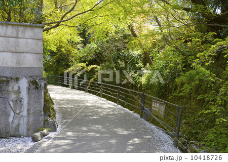 大原の遊歩道 10418726