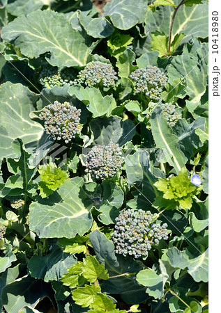 スティックセニョール（茎ブロッコリー） 10418980