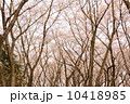 桜の森の中で 10418985