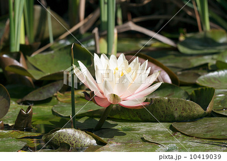 white lily white lily 10419039