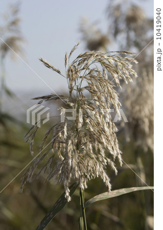 plants in the Hula Nature Reserve 10419040