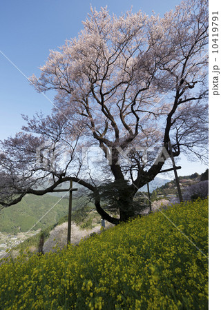 仁淀川町のひょうたん桜 10419791