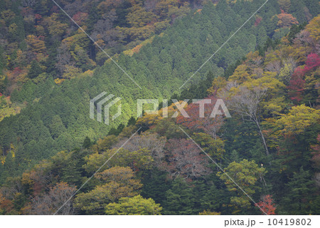 石鎚スカイラインからの紅葉 10419802