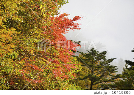 霧の中の石鎚の紅葉 霧の中の石鎚の紅葉 10419806