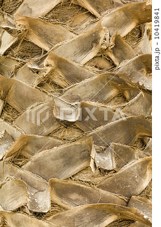 Palm bark Palm bark 10419841